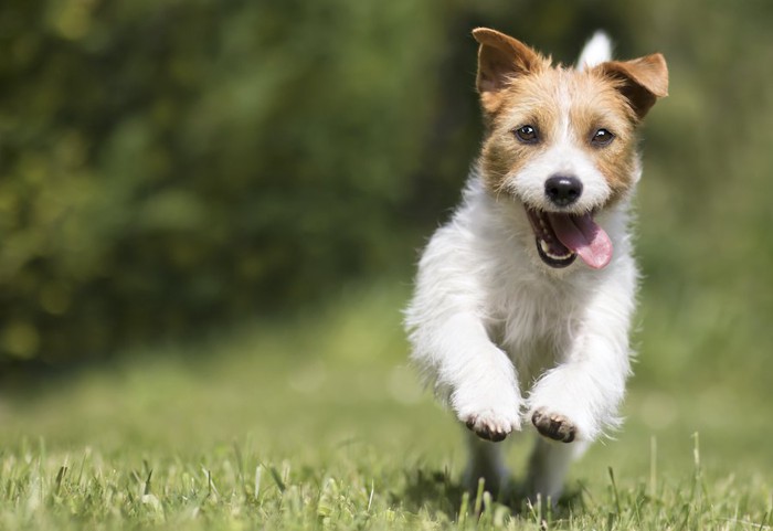 舌を出して嬉しそうに走っている犬