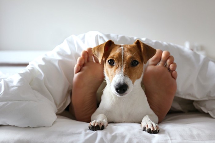 ベッドで寝ている飼い主の足元で寛ぐ犬