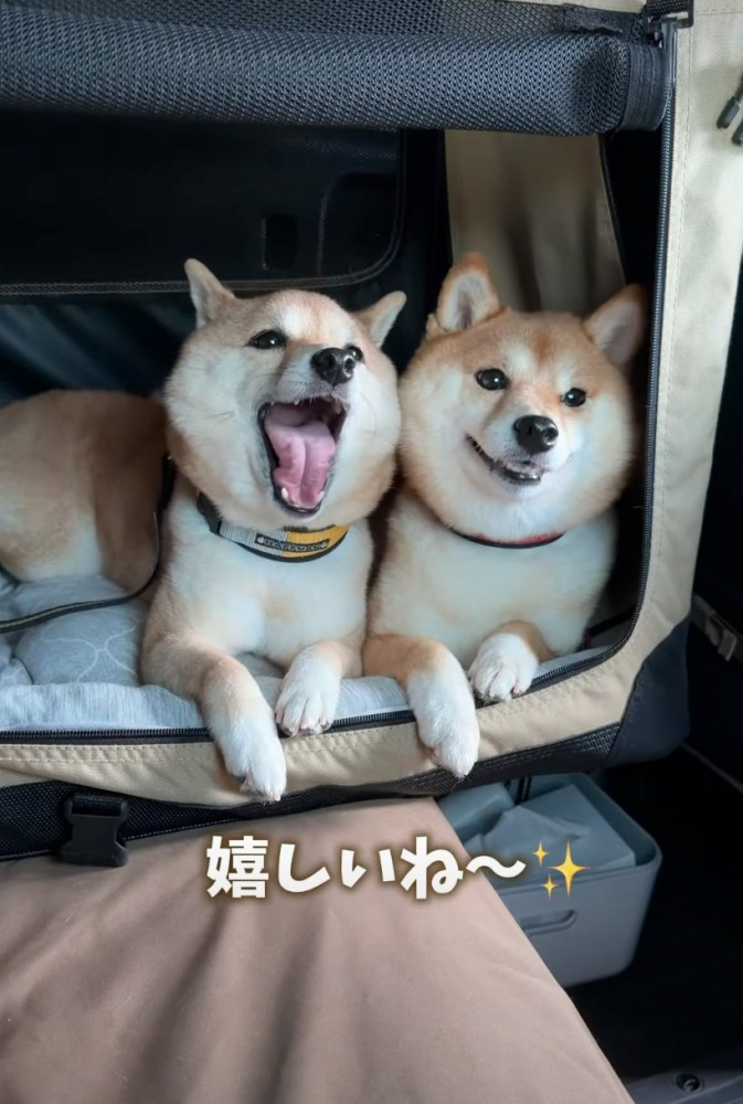 声を出す柴犬