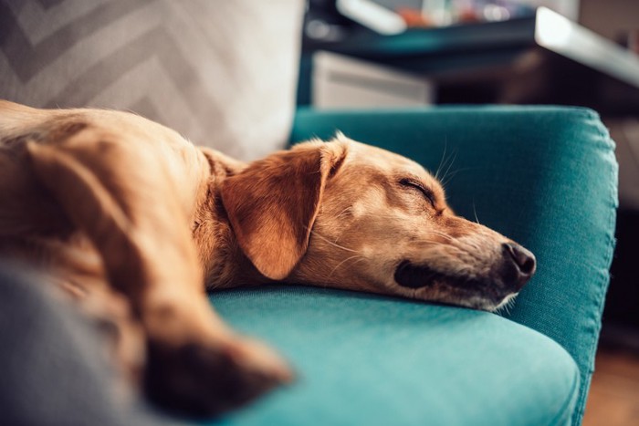 ソファーで眠っている犬