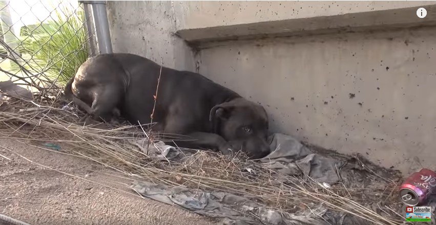 伏せる犬