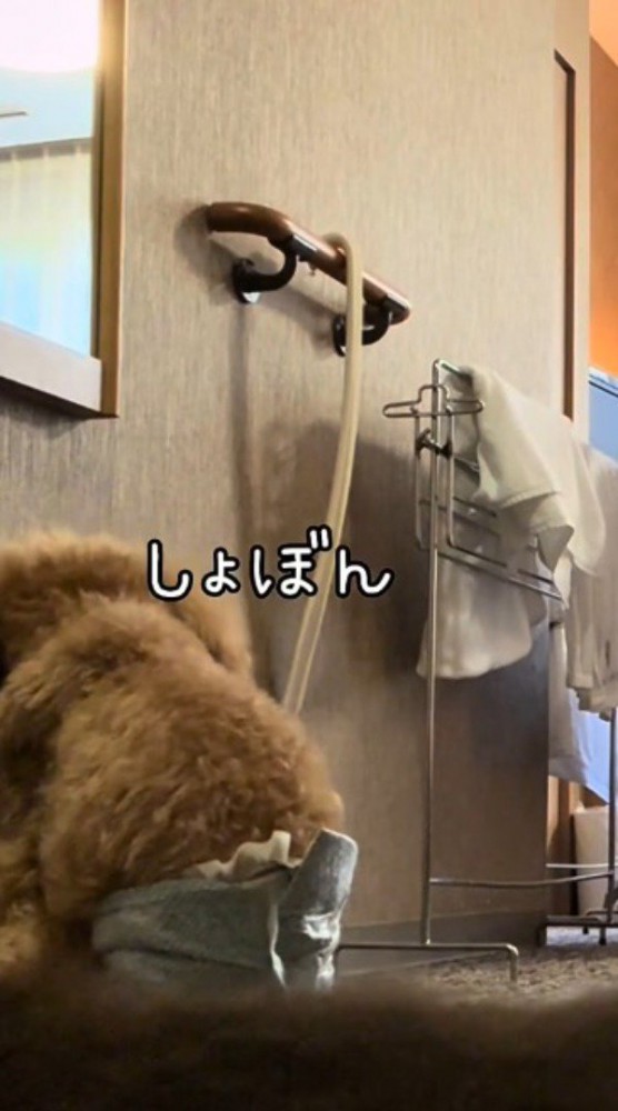 鏡の前でうなだれるトイプードル