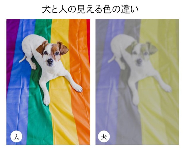 犬と人の見える色彩の違い