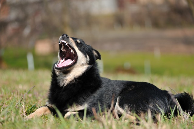 屋外で吠えている犬