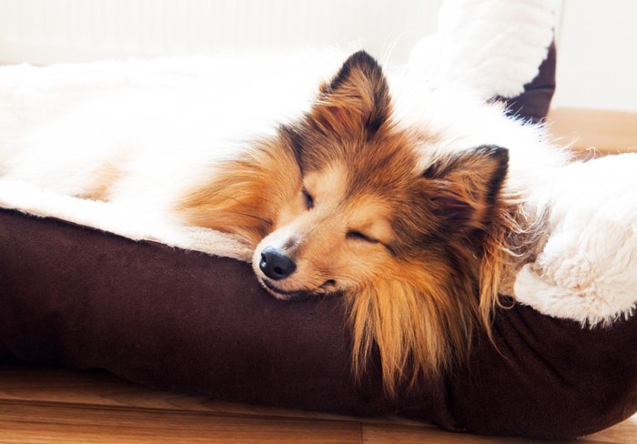 犬用ベッドで気持ち良さそうに眠る犬