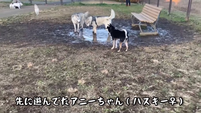 おともだちのアニーちゃんと合流！