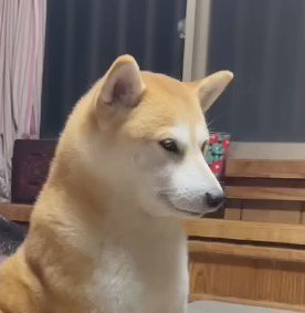 眠たそうな目で遠くを見つめる犬