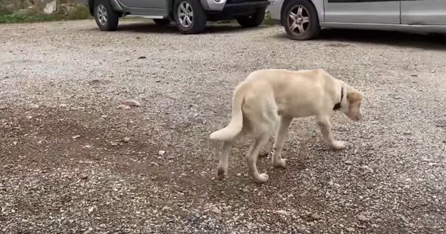 離れていく子犬