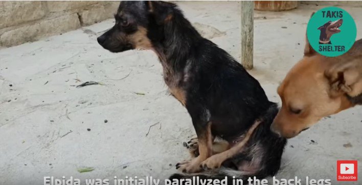 マヒした後足を浮かして座る犬