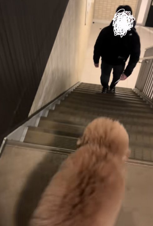 階段を上ってくる飼い主を待つ小型犬