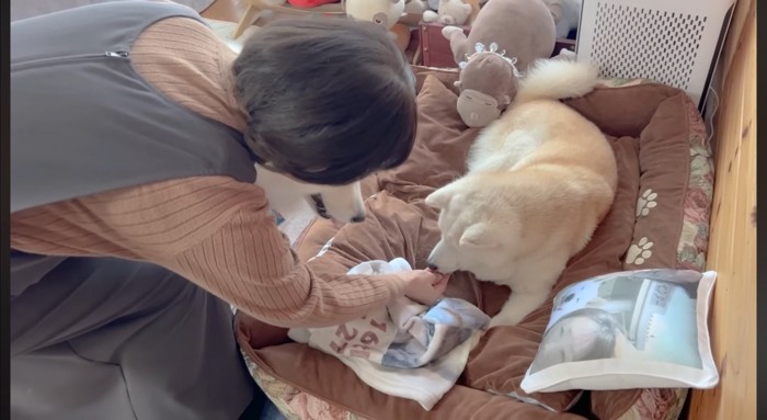 おやつを貰う柴犬