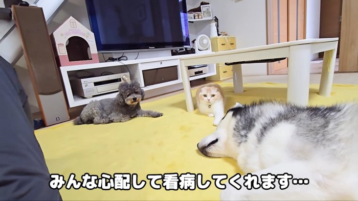 ずっと看病してくれていたようです♪