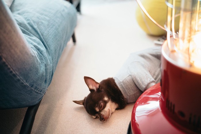 ストーブの横で寝る犬