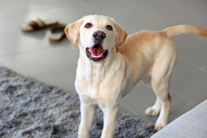 カメラ目線の犬