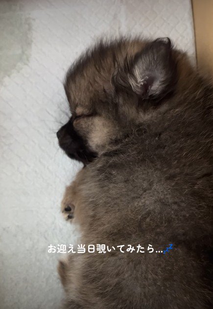 頼もしい姿にホッコリ