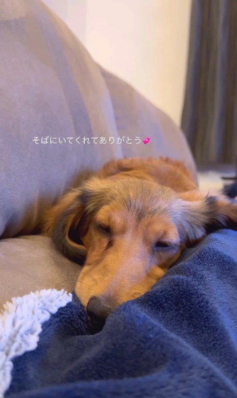 パパとママに寄り添うビッシュちゃん⑩