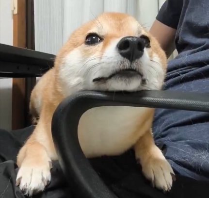 豆柴
