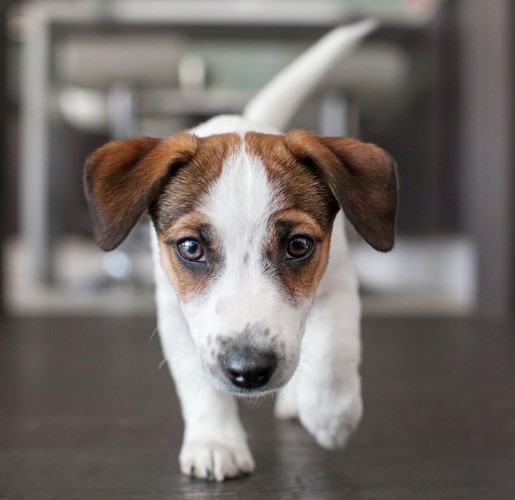 こちらに向かって歩いてくる子犬の顔アップ