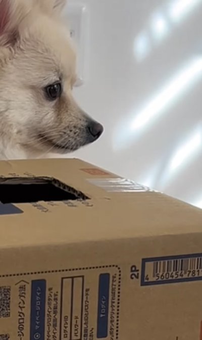 不満げな犬