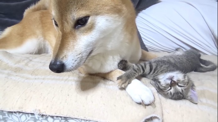 寝る子猫と戸惑う柴犬