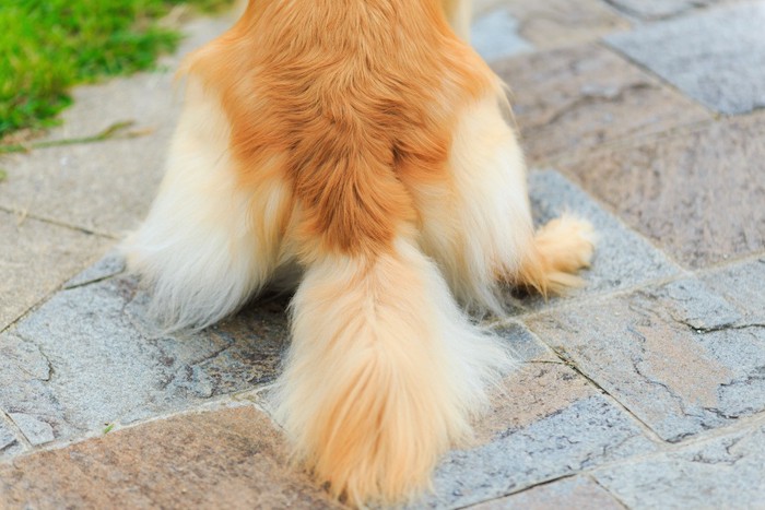 座っている犬の尻尾アップ