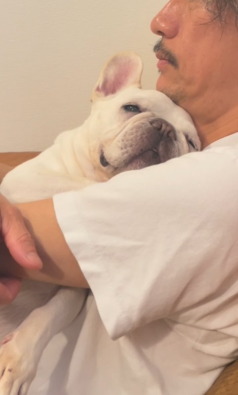 お父さんに抱っこされる小型犬