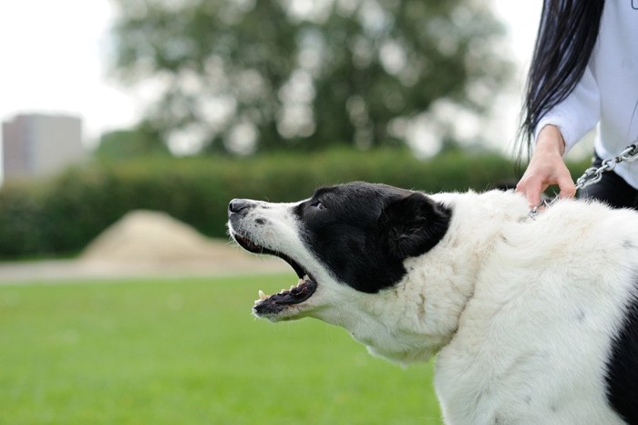 吠える犬と抑える女性