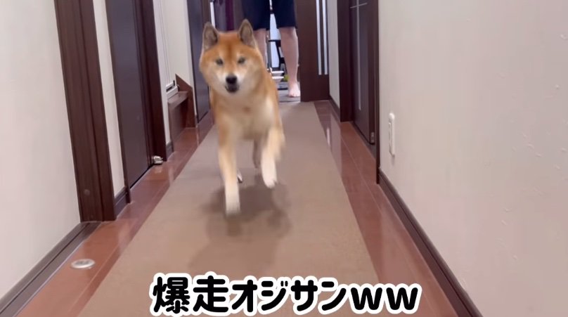 大爆走する柴犬