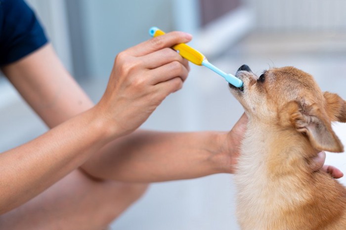 押さえられて歯磨きされている犬