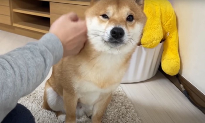 撫でられる柴犬