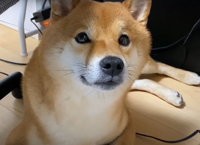 椅子の下に伏せる犬のアップ