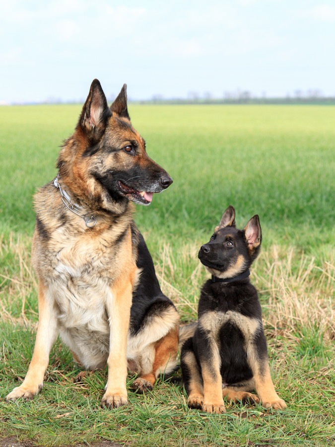 シェパードの成犬と子犬