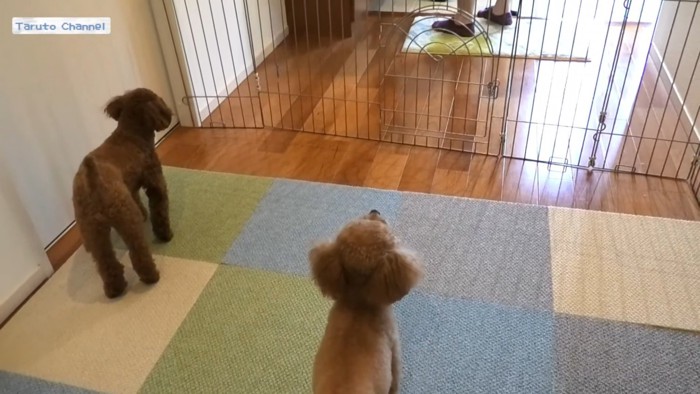 犬2匹と柵