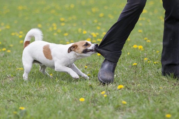 ズボンの裾を噛む犬