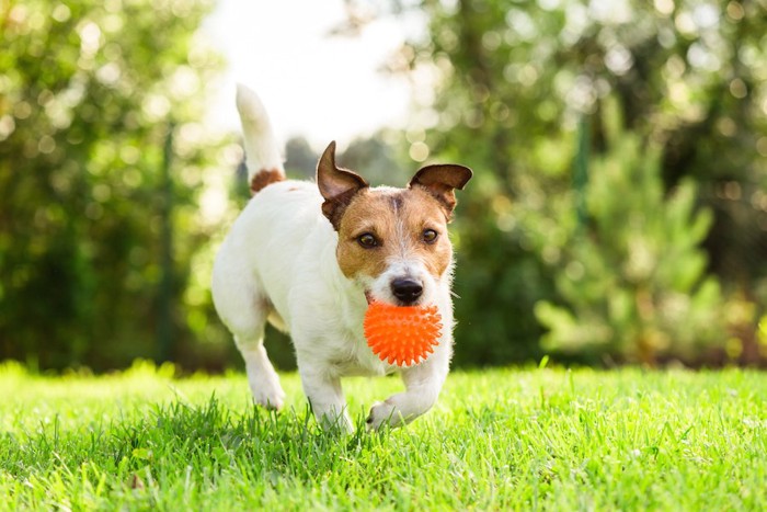 芝生の上をオモチャを咥えて走る犬