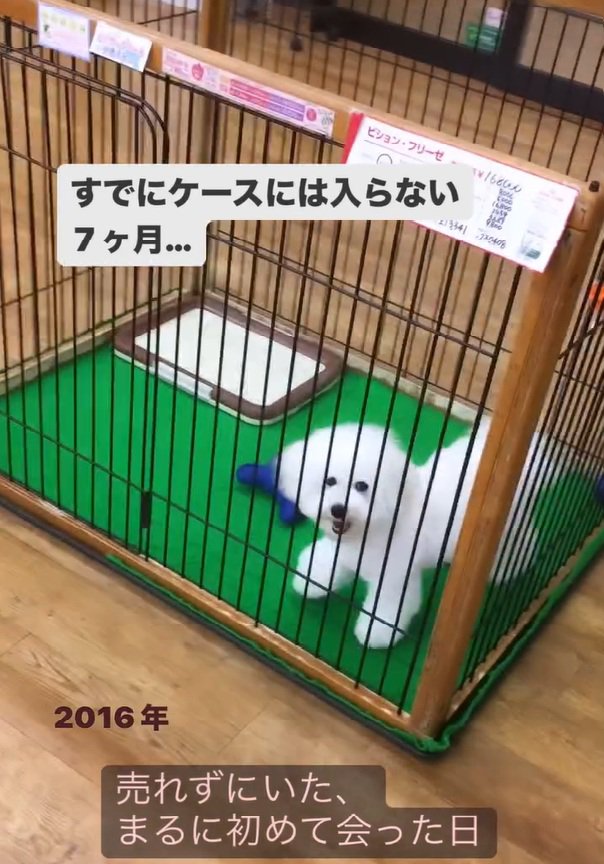 笑顔で見上げるまるちゃん