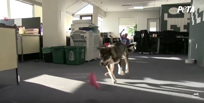 室内で遊ぶ犬