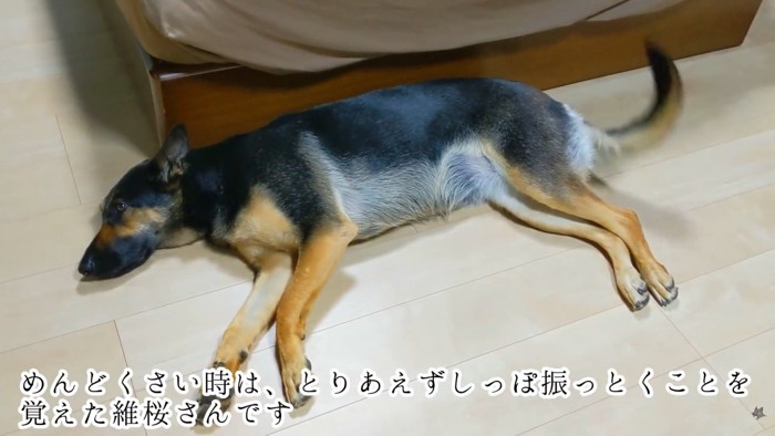 面倒臭そうにしっぽをフリフリ