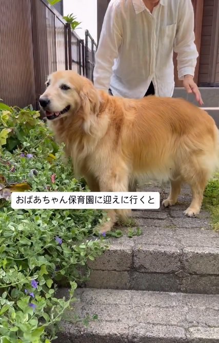 ハルちゃんを迎えに行った飼い主さん