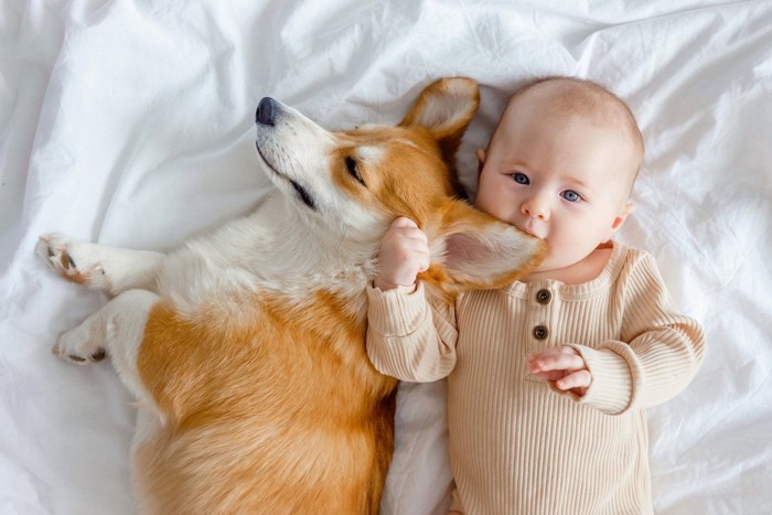 赤ちゃんと添い寝する犬