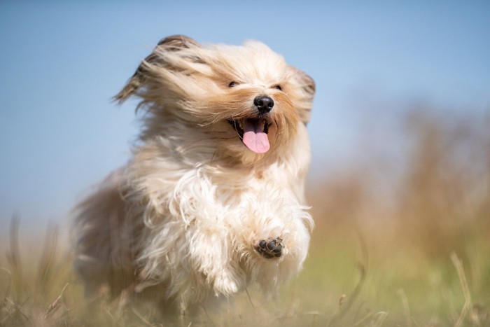 走る犬