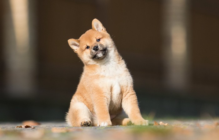 首をかしげて座る柴犬の子犬