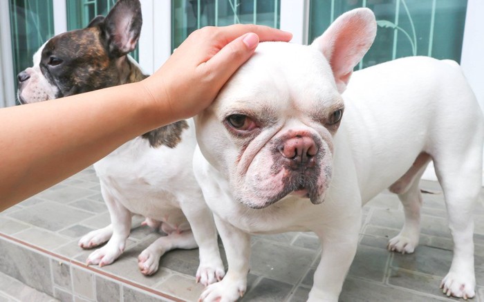 撫でられている犬