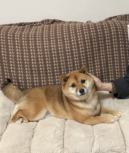撫で撫で