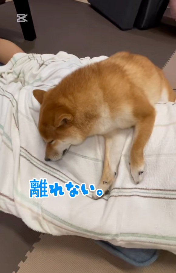 お兄ちゃんから離れないなぎ君