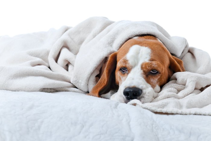 ブランケットに包まれてぼんやりと目を開けた犬