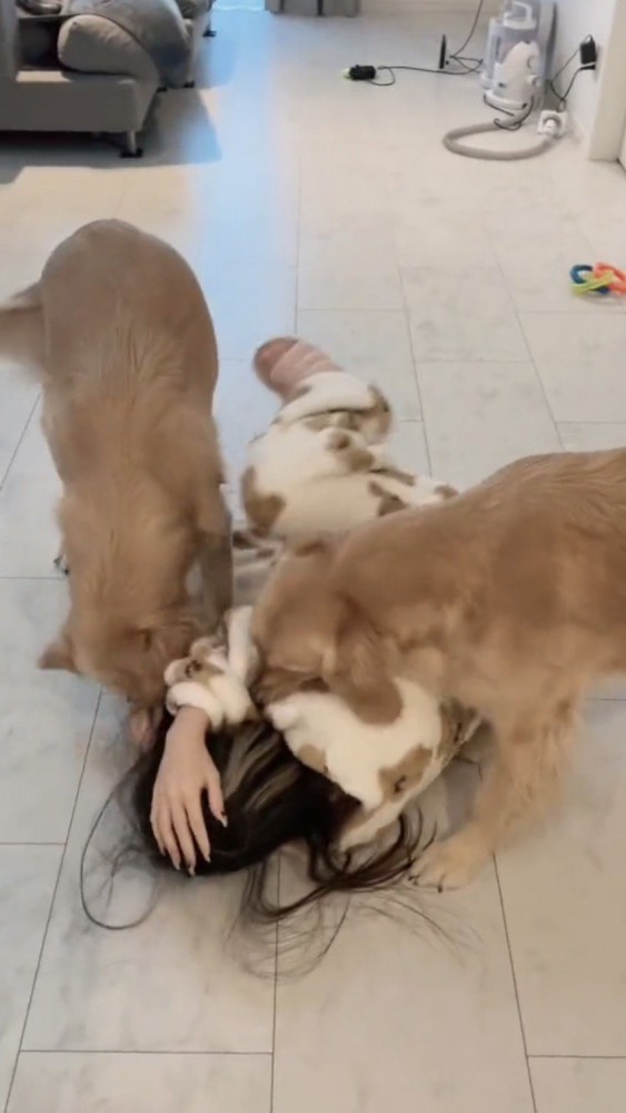 女性の顔を両側から舐めようとするゴールデン2匹