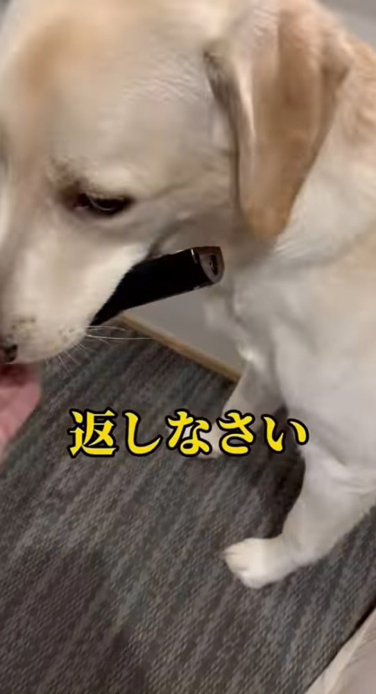 黒いものをくわえる犬のアップ