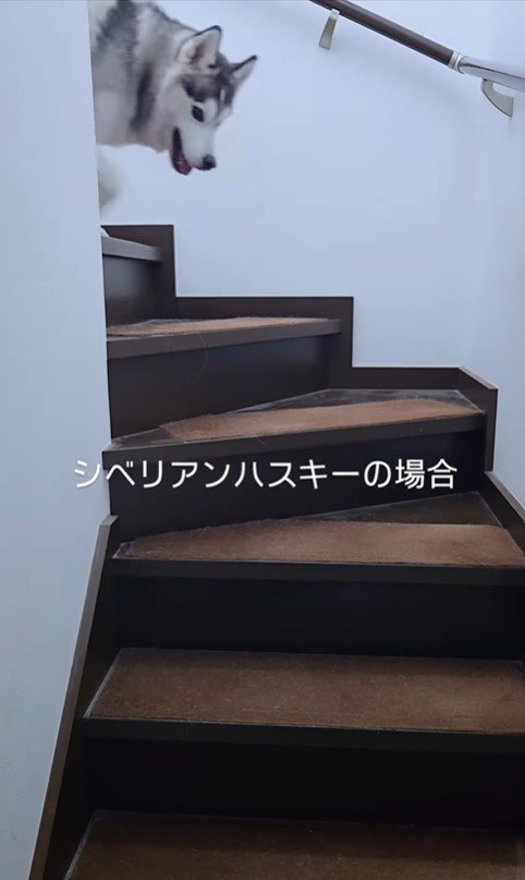 クーちゃんとルナちゃんの反応6
