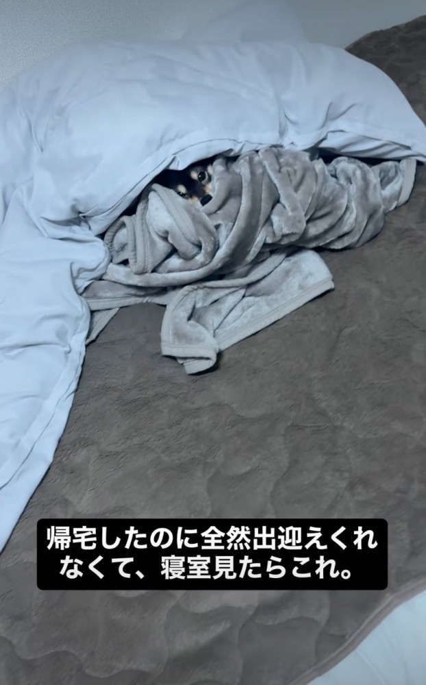布団の中にいる犬